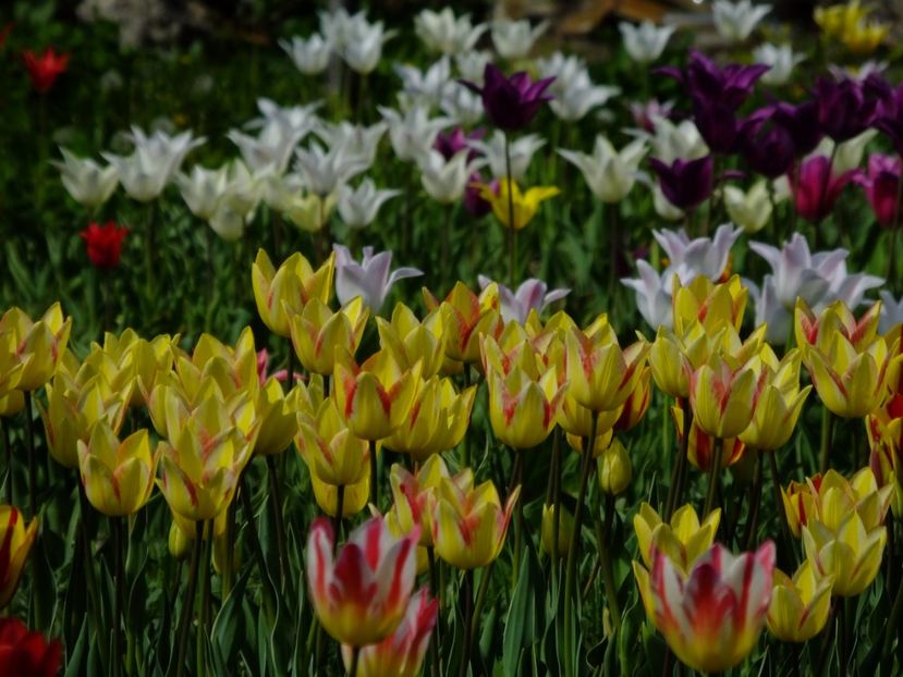  - 2018_02_Lalele_III