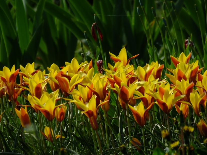  - 2018_02_Lalele_III