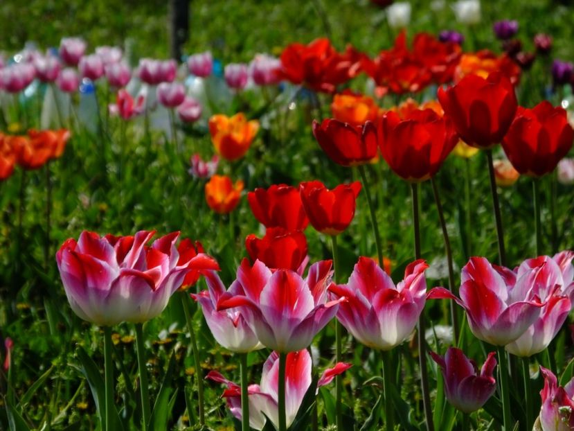  - 2018_02_Lalele_III