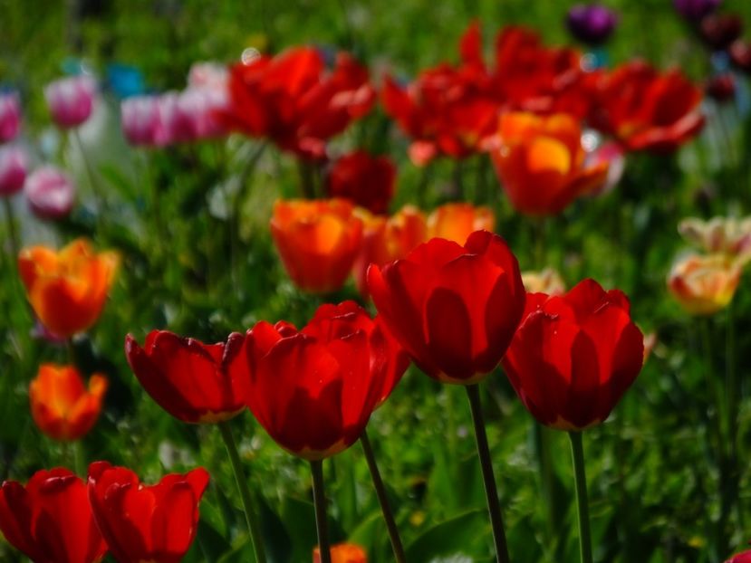  - 2018_02_Lalele_III