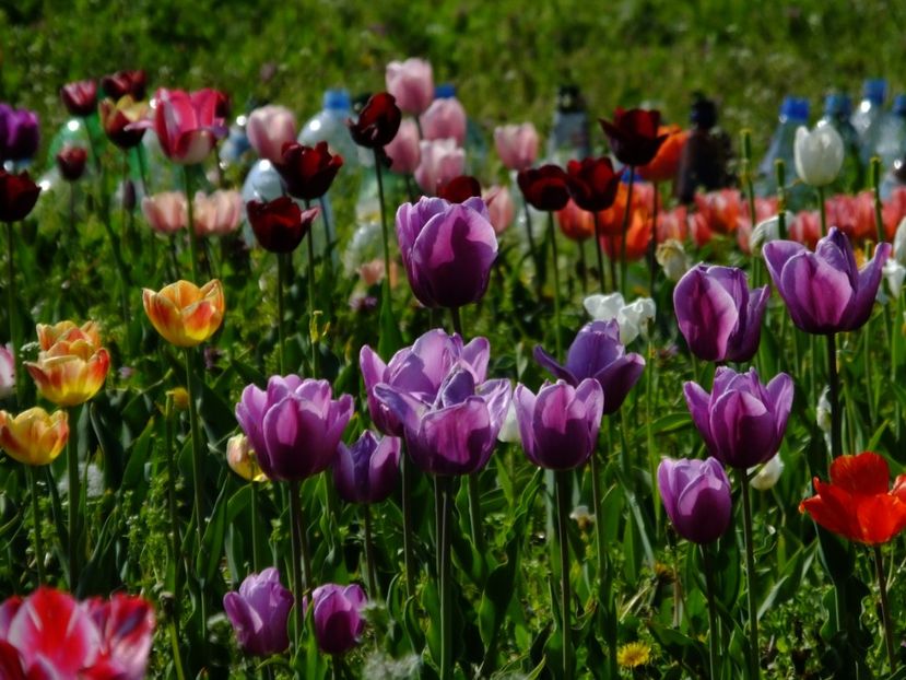  - 2018_02_Lalele_III