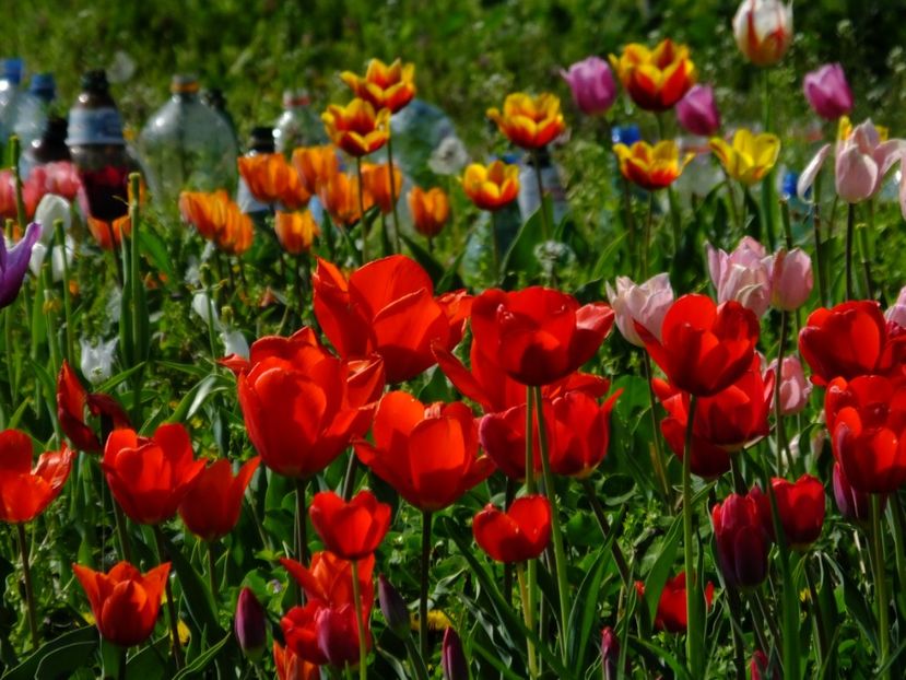  - 2018_02_Lalele_III