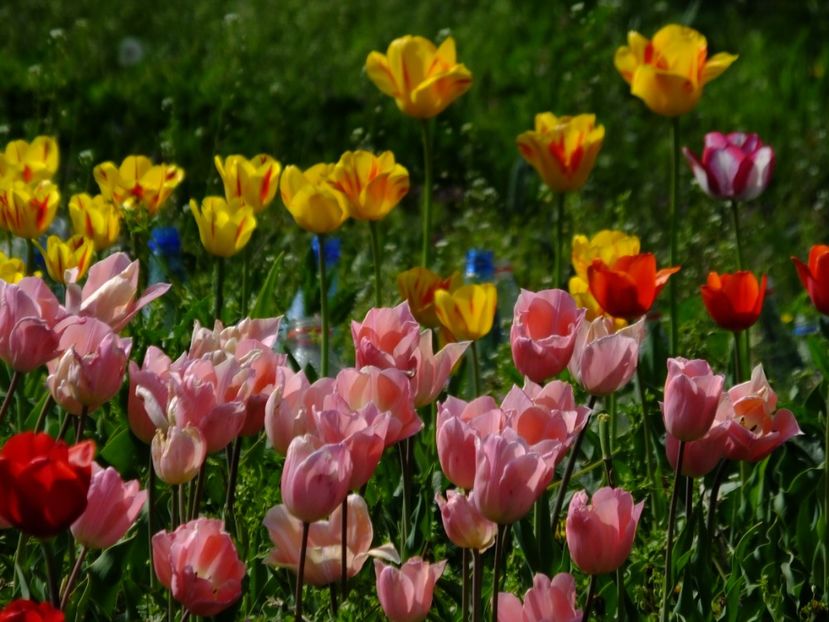  - 2018_02_Lalele_III