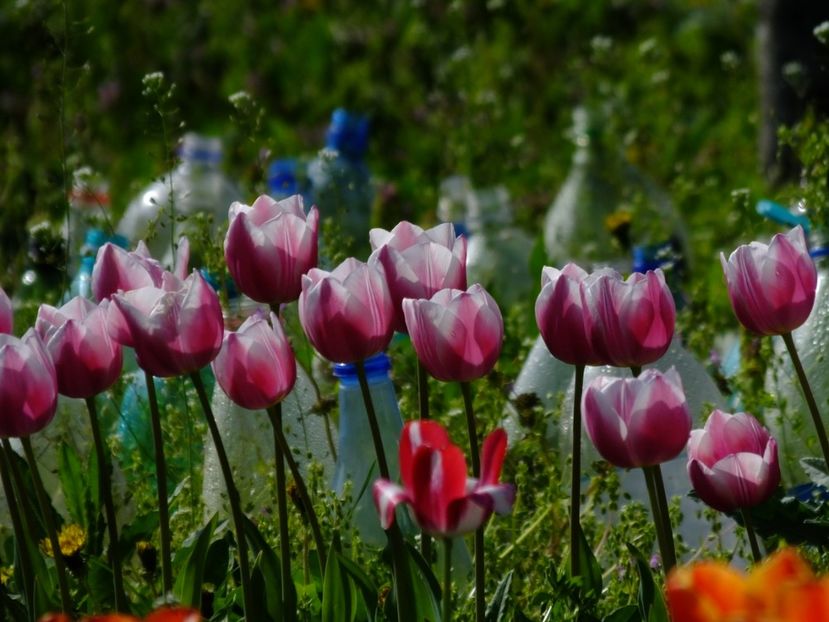  - 2018_02_Lalele_III