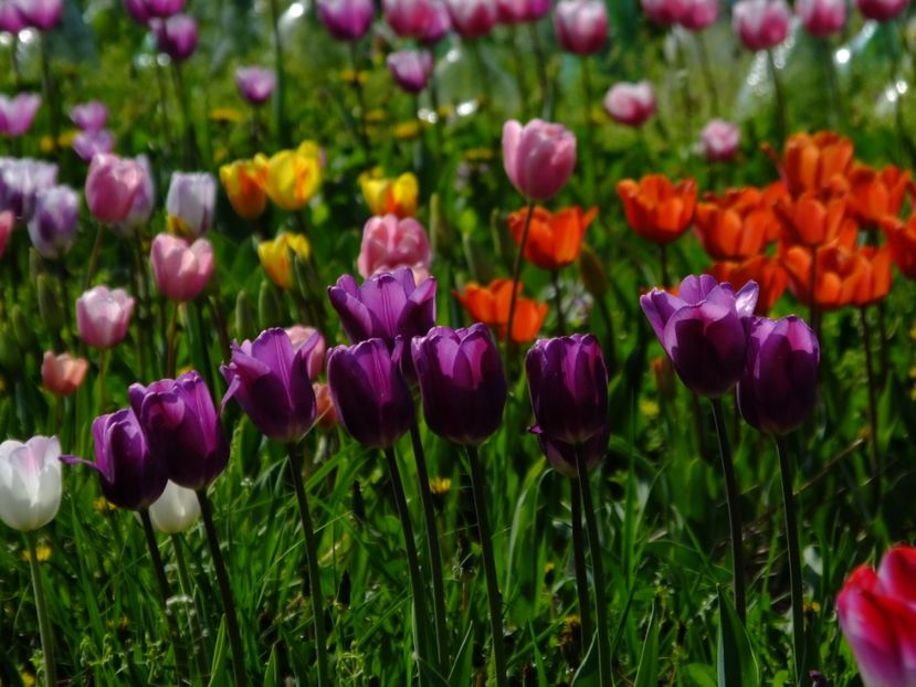  - 2018_02_Lalele_III