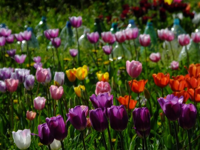  - 2018_02_Lalele_III