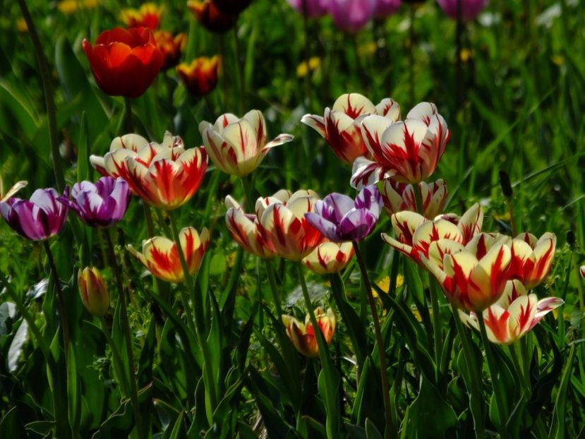  - 2018_02_Lalele_III