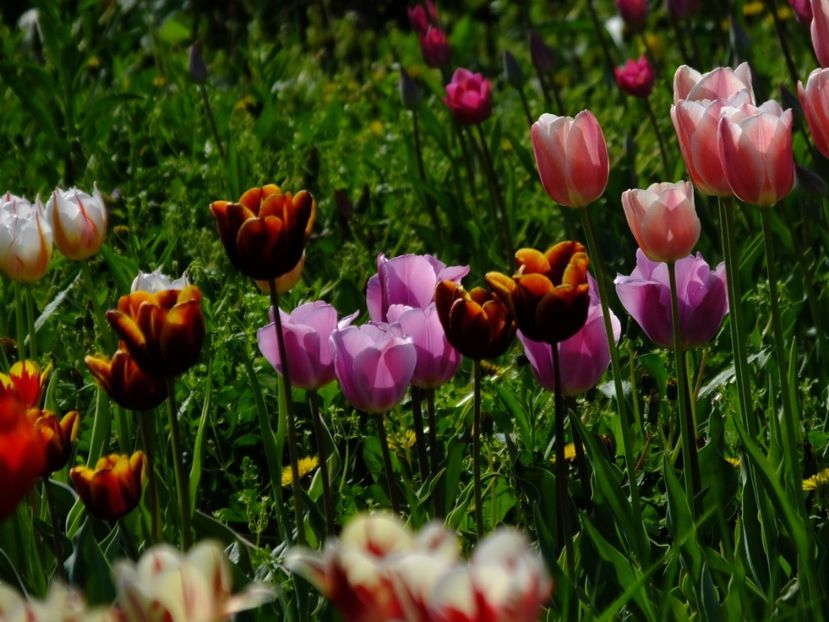  - 2018_02_Lalele_III