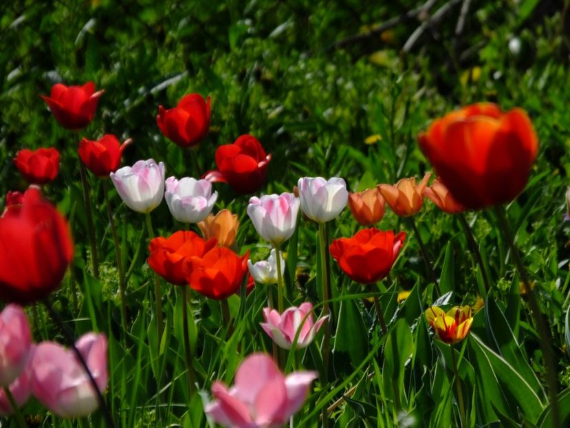  - 2018_02_Lalele_III