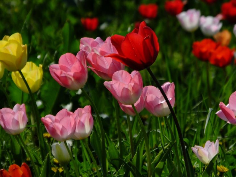  - 2018_02_Lalele_III