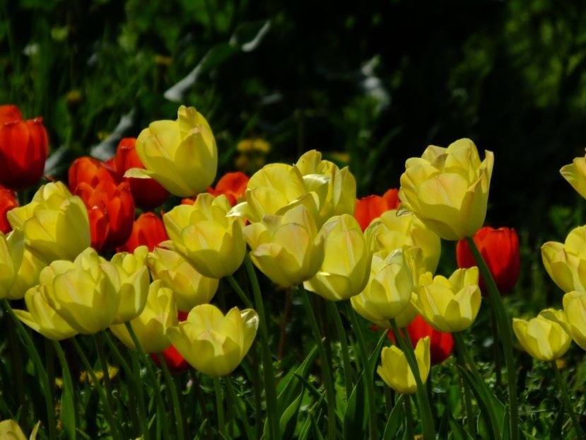  - 2018_02_Lalele_III