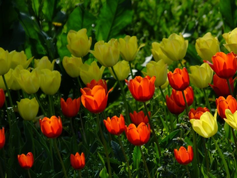  - 2018_02_Lalele_III