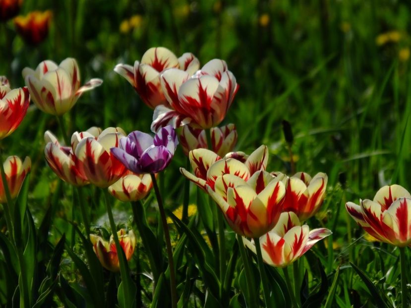  - 2018_02_Lalele_III