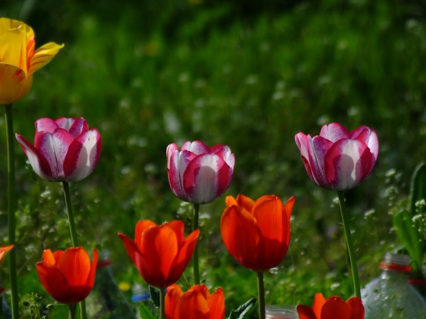  - 2018_02_Lalele_III