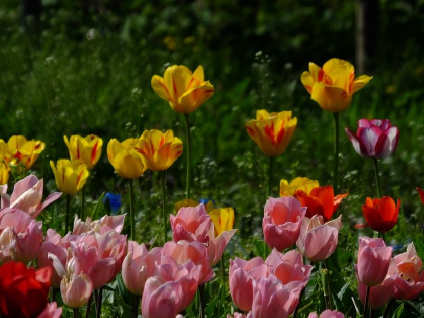  - 2018_02_Lalele_III