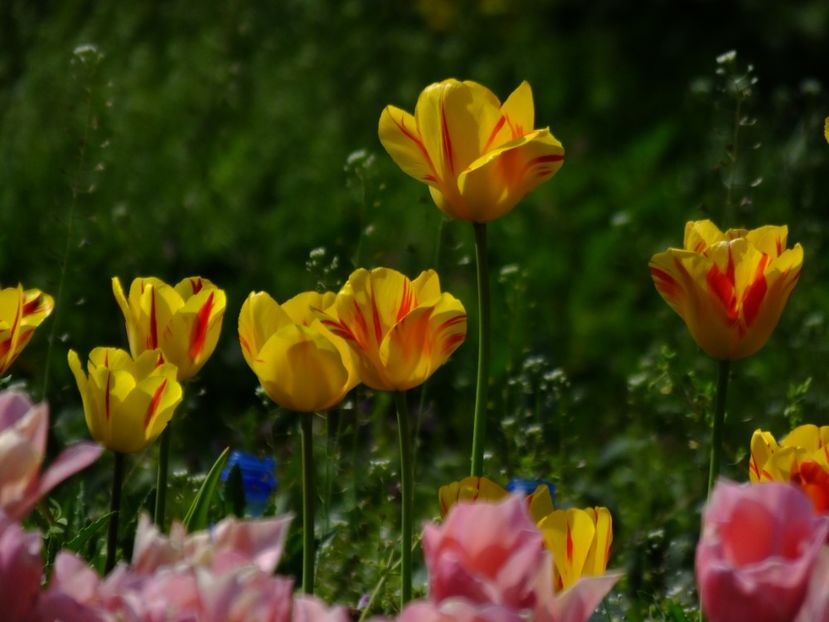  - 2018_02_Lalele_III