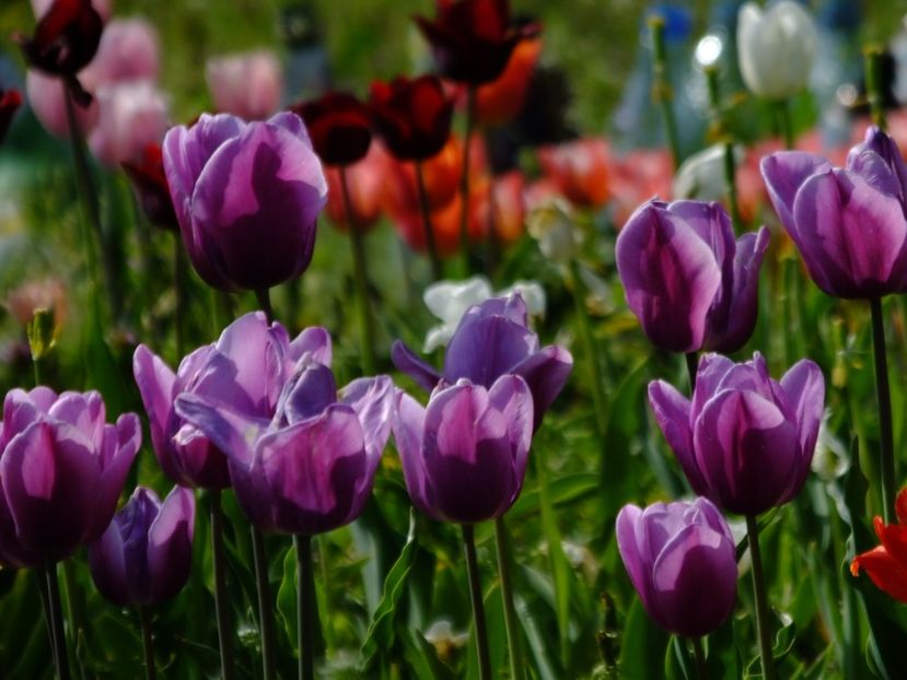  - 2018_02_Lalele_III