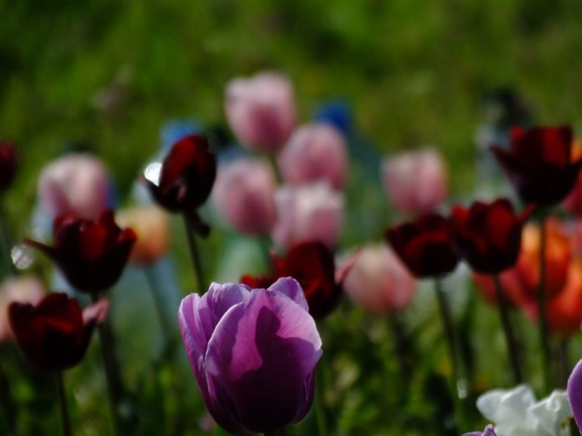  - 2018_02_Lalele_III