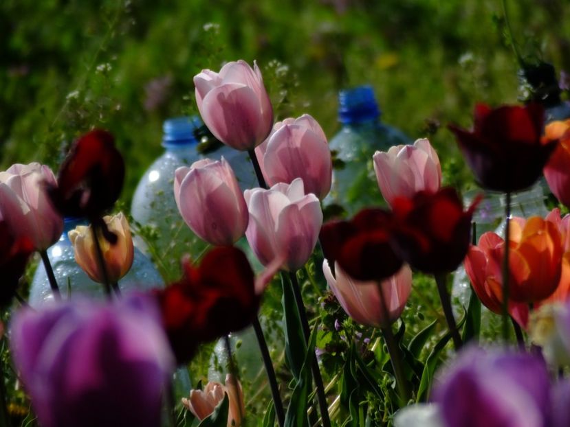  - 2018_02_Lalele_III