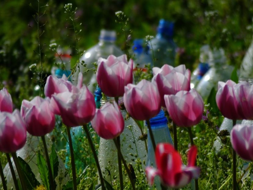  - 2018_02_Lalele_III