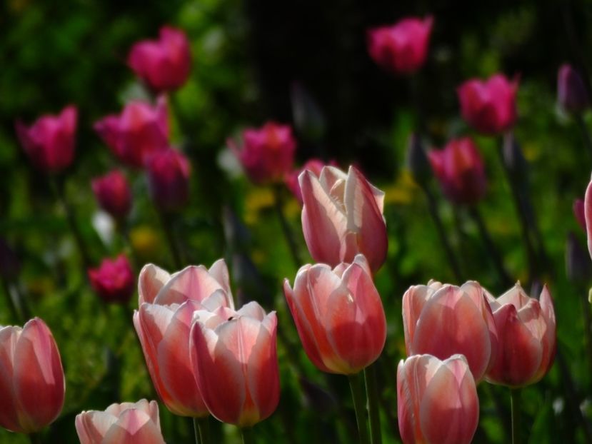  - 2018_02_Lalele_III