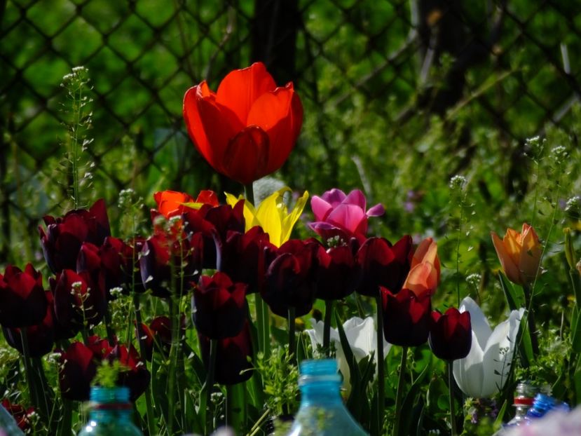  - 2018_02_Lalele_III