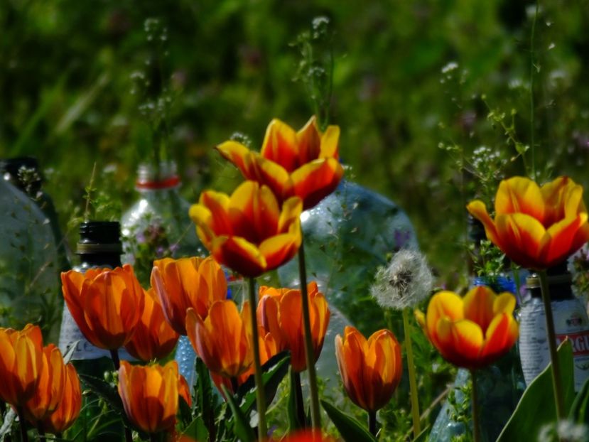  - 2018_02_Lalele_III