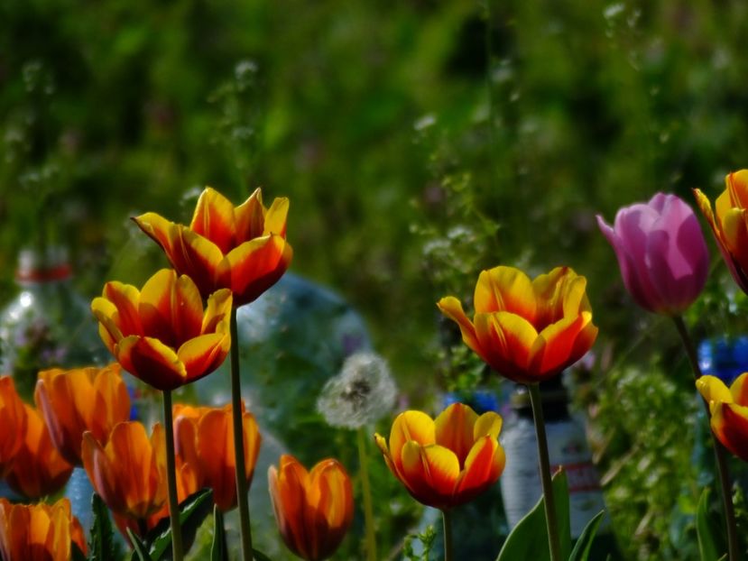  - 2018_02_Lalele_III