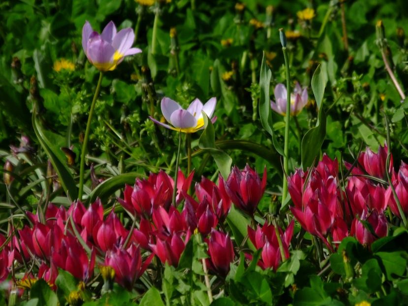  - 2018_02_Lalele_III