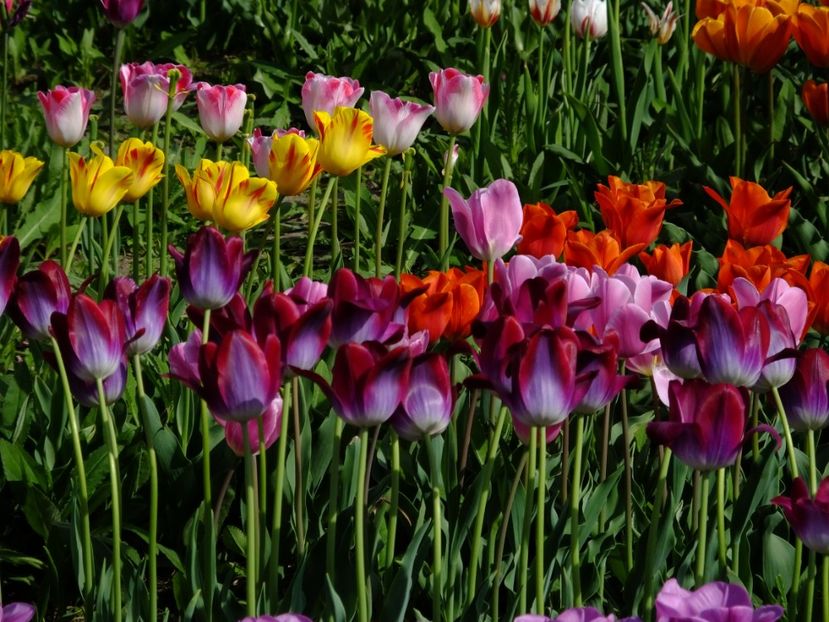  - 2018_02_Lalele_III