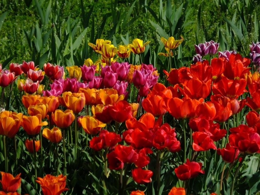  - 2018_02_Lalele_III