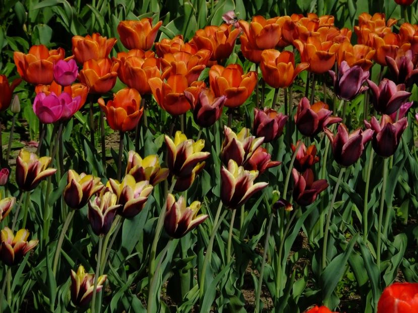  - 2018_02_Lalele_III