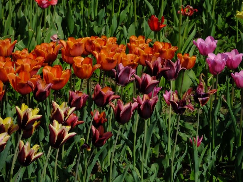  - 2018_02_Lalele_III