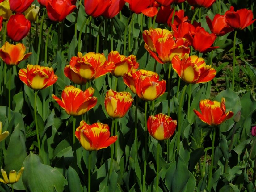  - 2018_02_Lalele_III