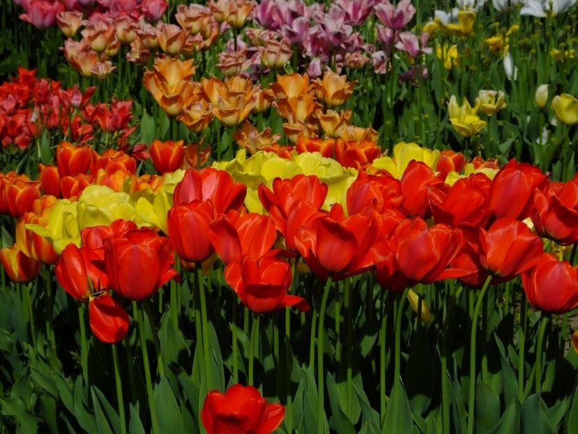  - 2018_02_Lalele_III