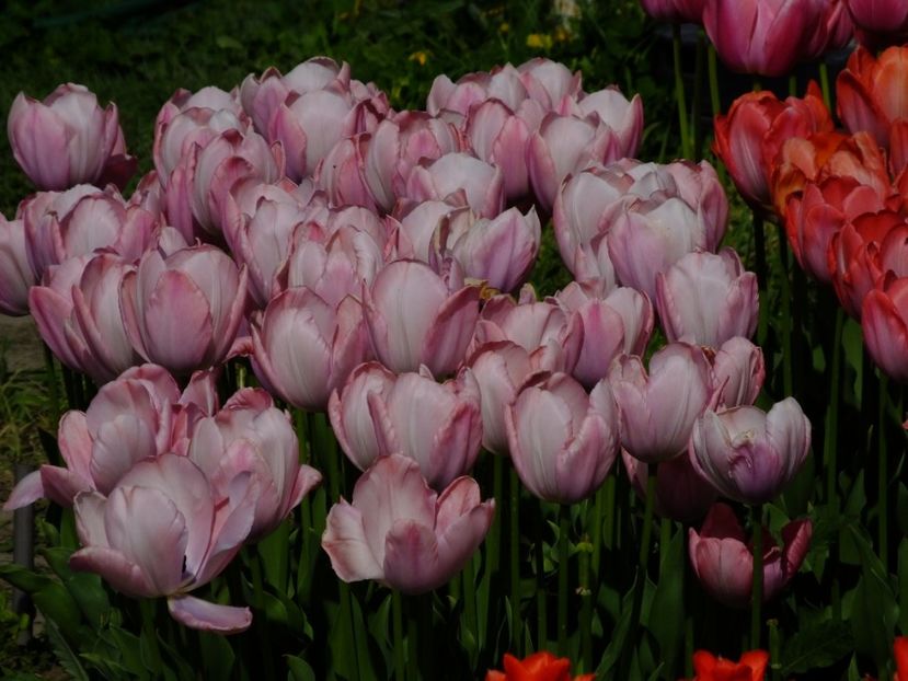  - 2018_02_Lalele_III