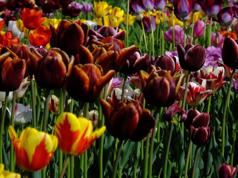  - 2018_02_Lalele_III