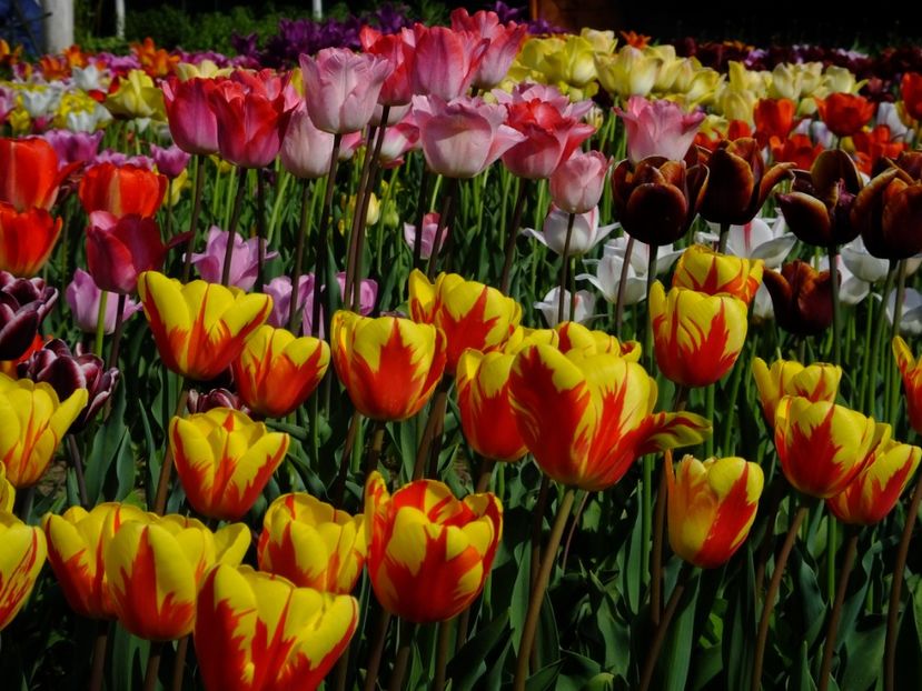  - 2018_02_Lalele_III