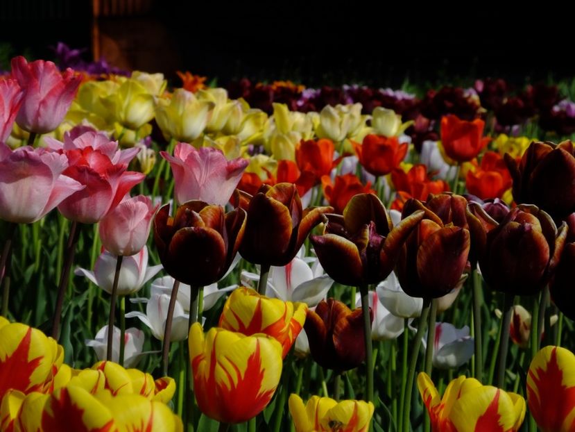  - 2018_02_Lalele_III