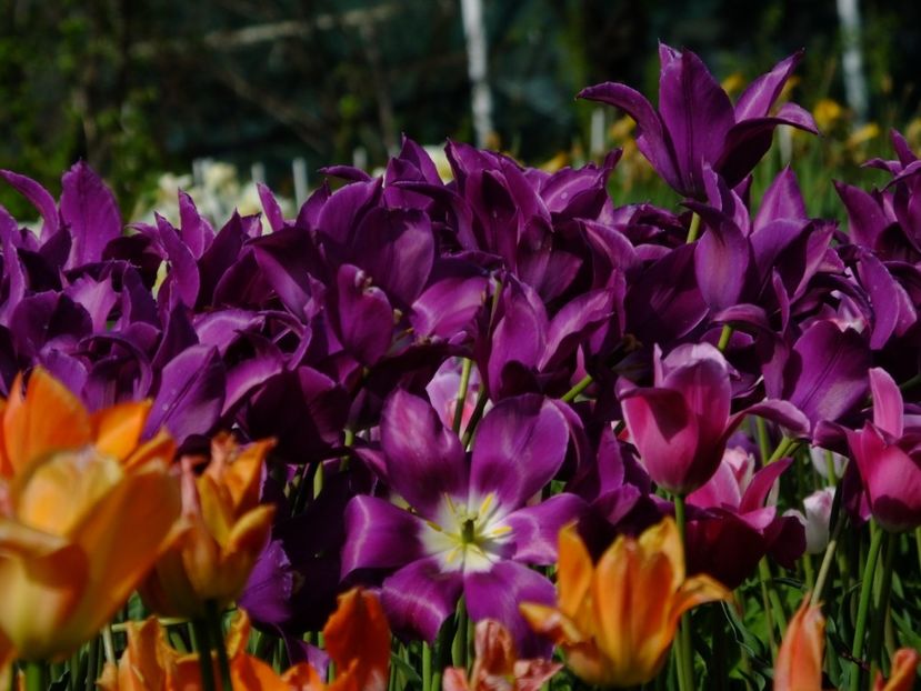  - 2018_02_Lalele_III