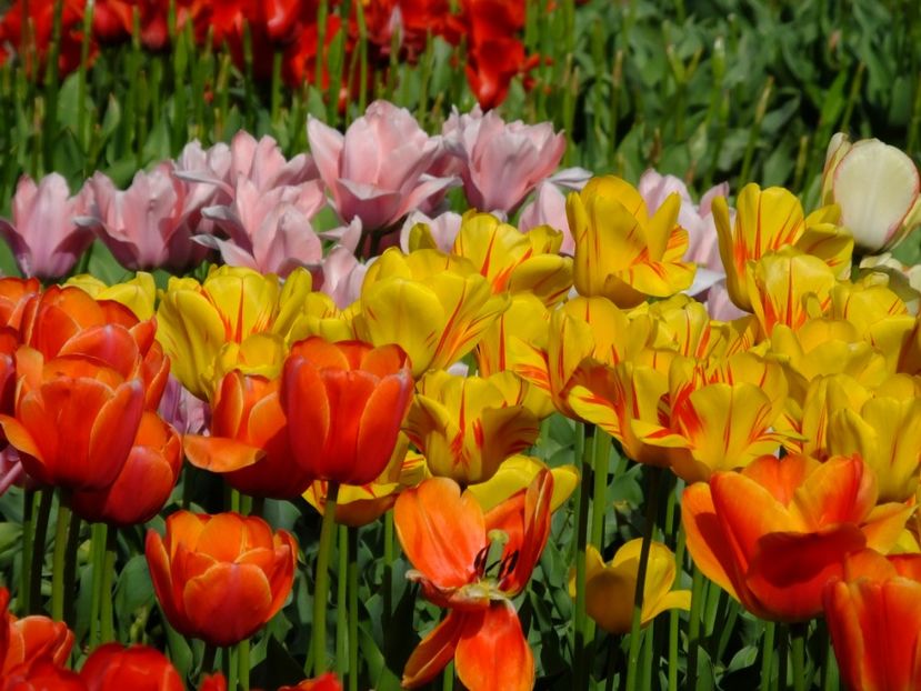  - 2018_02_Lalele_III