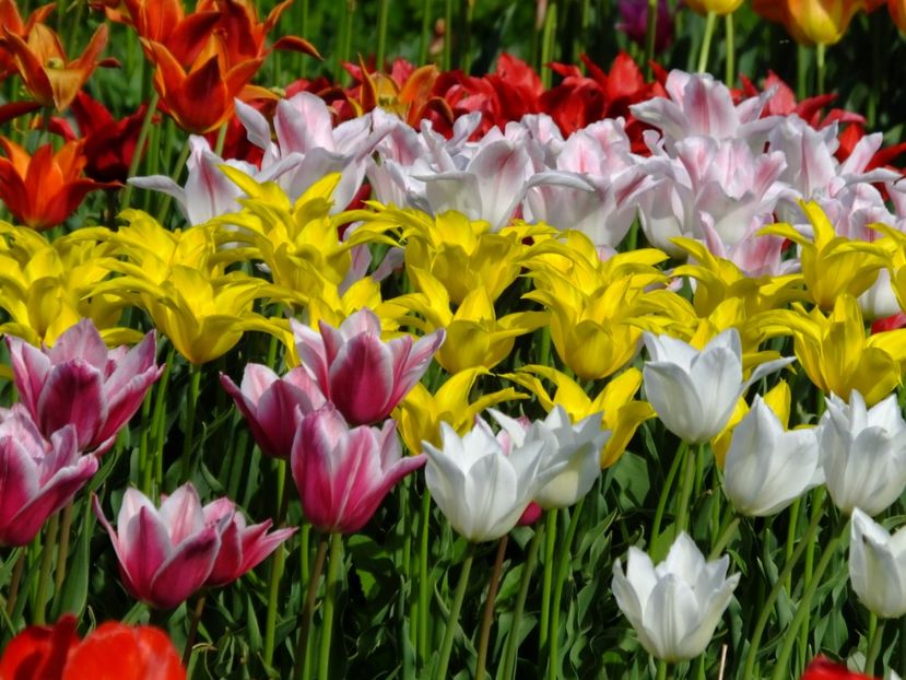  - 2018_02_Lalele_III