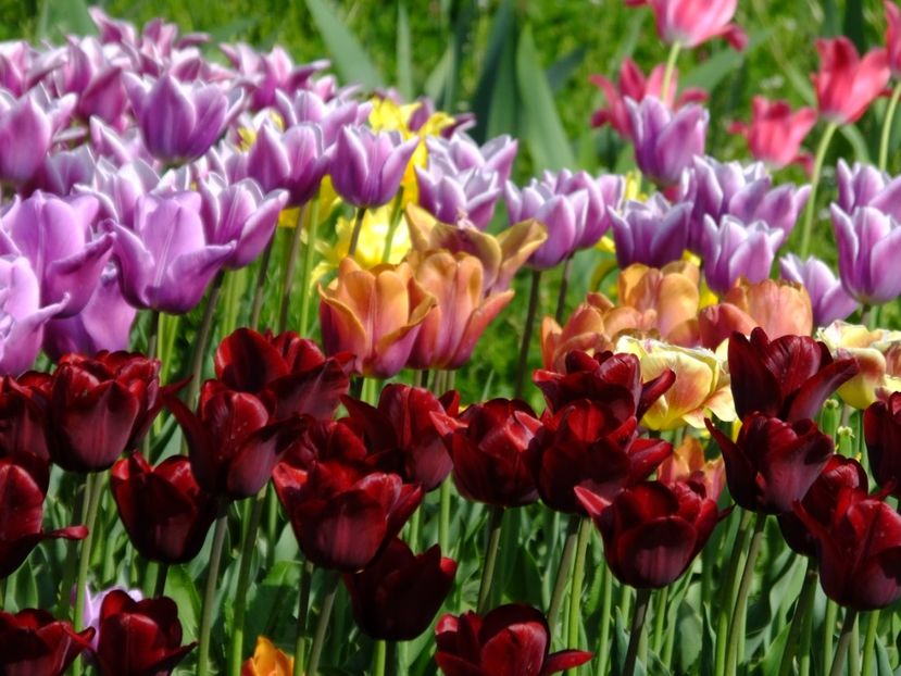  - 2018_02_Lalele_III