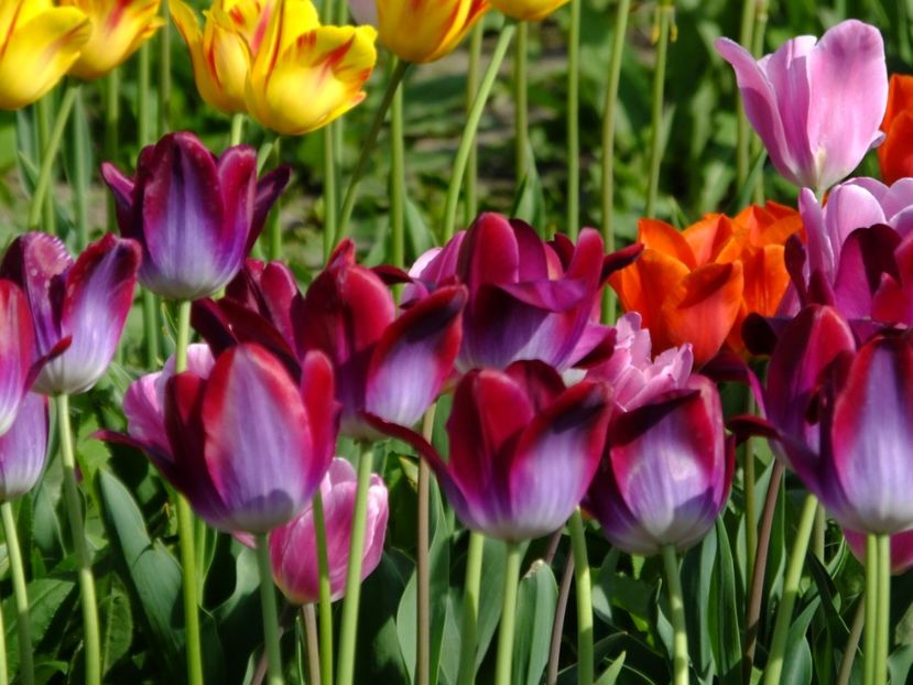  - 2018_02_Lalele_III