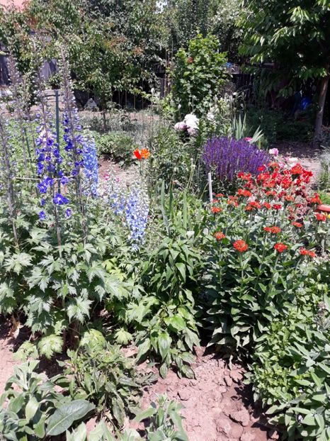  - Flori de grădină-2018 Vara