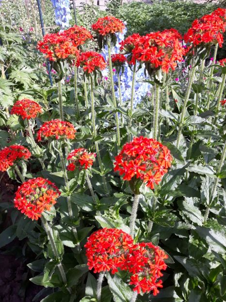  - Flori de grădină-2018 Vara