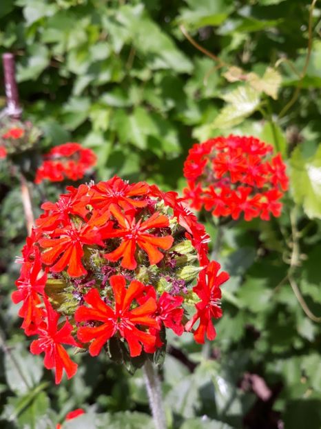  - Flori de grădină-2018 Vara