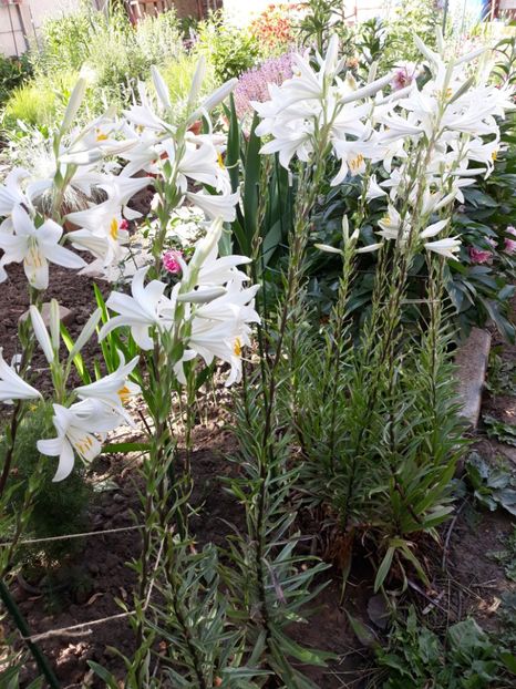  - Flori de grădină-2018 Vara