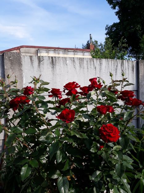  - Flori de grădină-2018 Vara