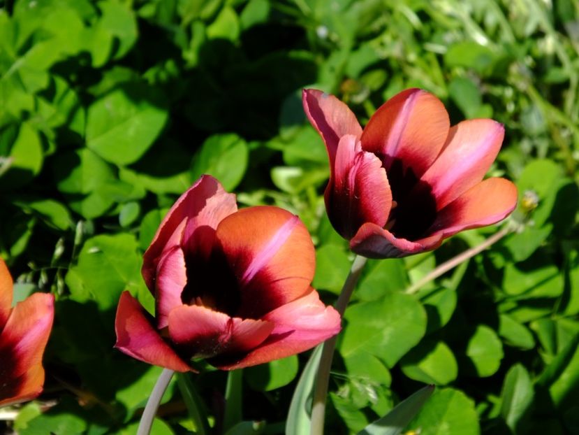  - 2018_02_Lalele_III